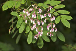 Plancia ëd Austrosteenisia stipularis (C. T. White) Jessup