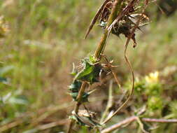 Image of Berkheya bergiana Soderb.