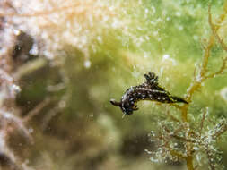 Image of Polycera melanosticta M. C. Miller 1996