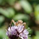 Image of Northern Crab Spider
