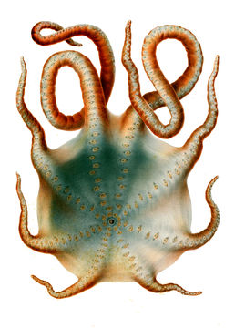 Image of <i>Haliphron atlanticus</i> Steenstrup 1861