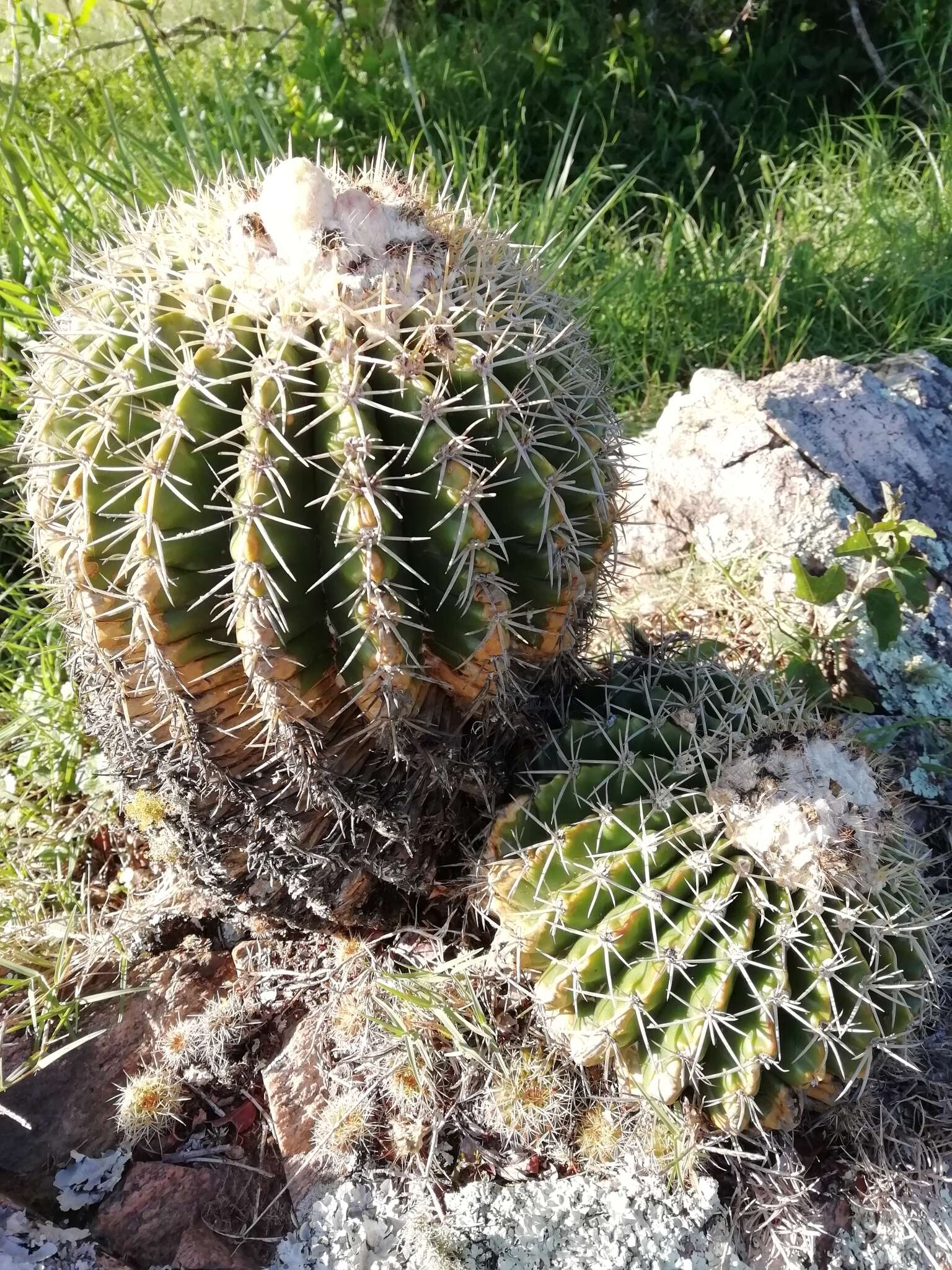 Image of Parodia langsdorffii (Lehm.) D. R. Hunt