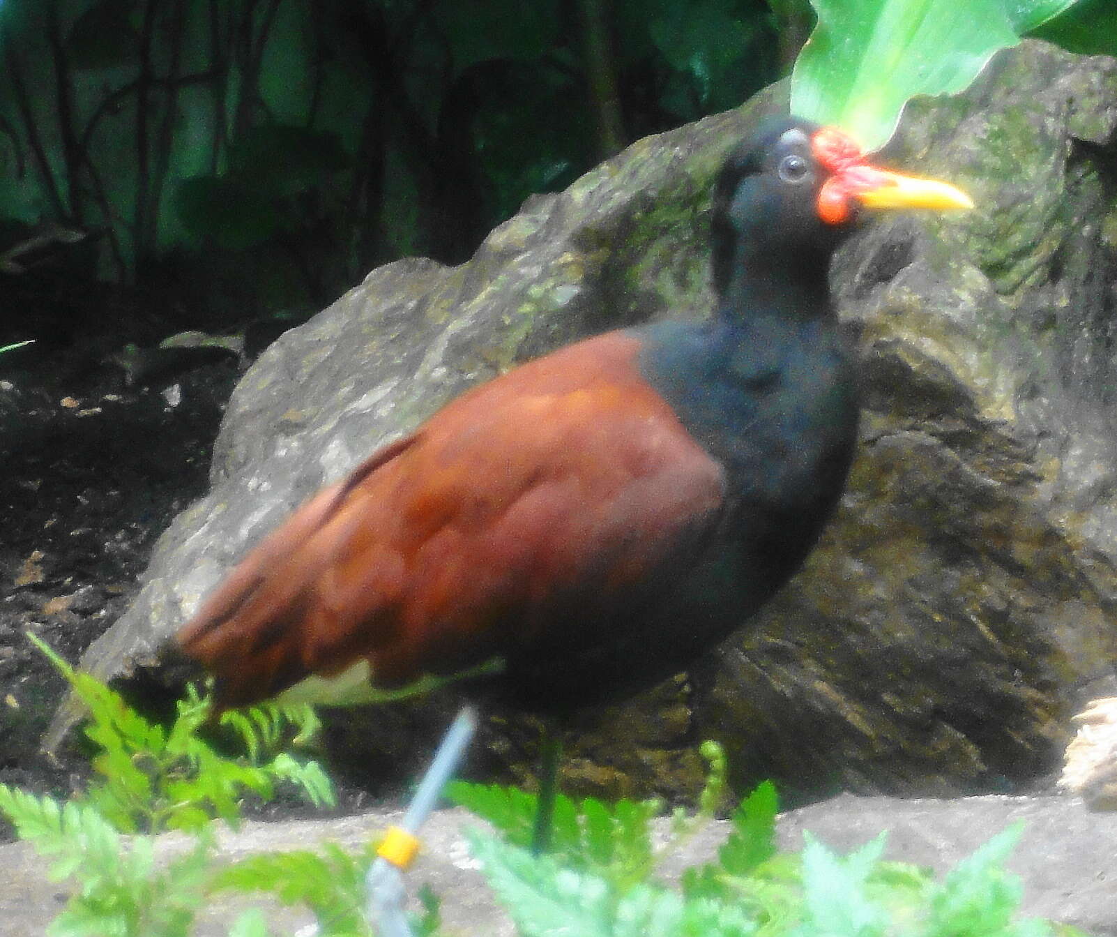 Image of Wattled Jacana