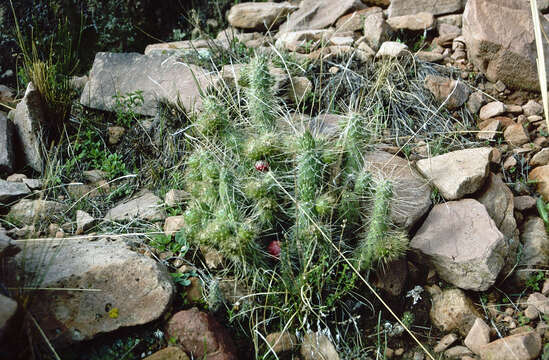 Слика од Austrocylindropuntia shaferi (Britton & Rose) Backeb.