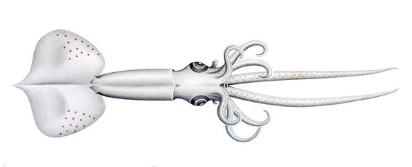 Image of <i>Mastigoteuthis grimaldii</i> (Joubin 1895)