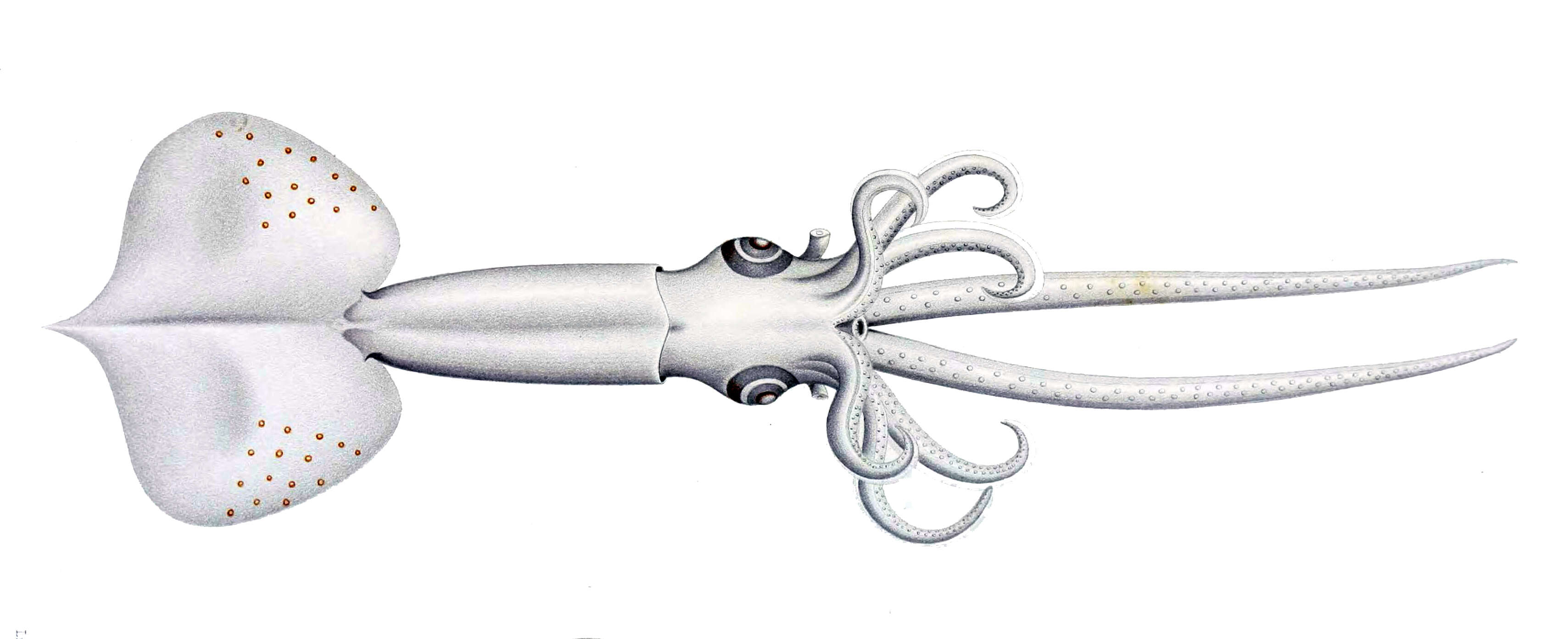 Imagem de Mastigoteuthis grimaldii (Joubin 1895)