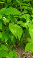 Image of golden mock orange