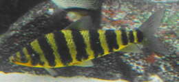 Image of Banded leporinus