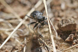 Image of Cicindela (Cicindela) plutonica Casey 1897