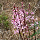 Plancia ëd Dipodium roseum D. L. Jones & M. A. Clem.