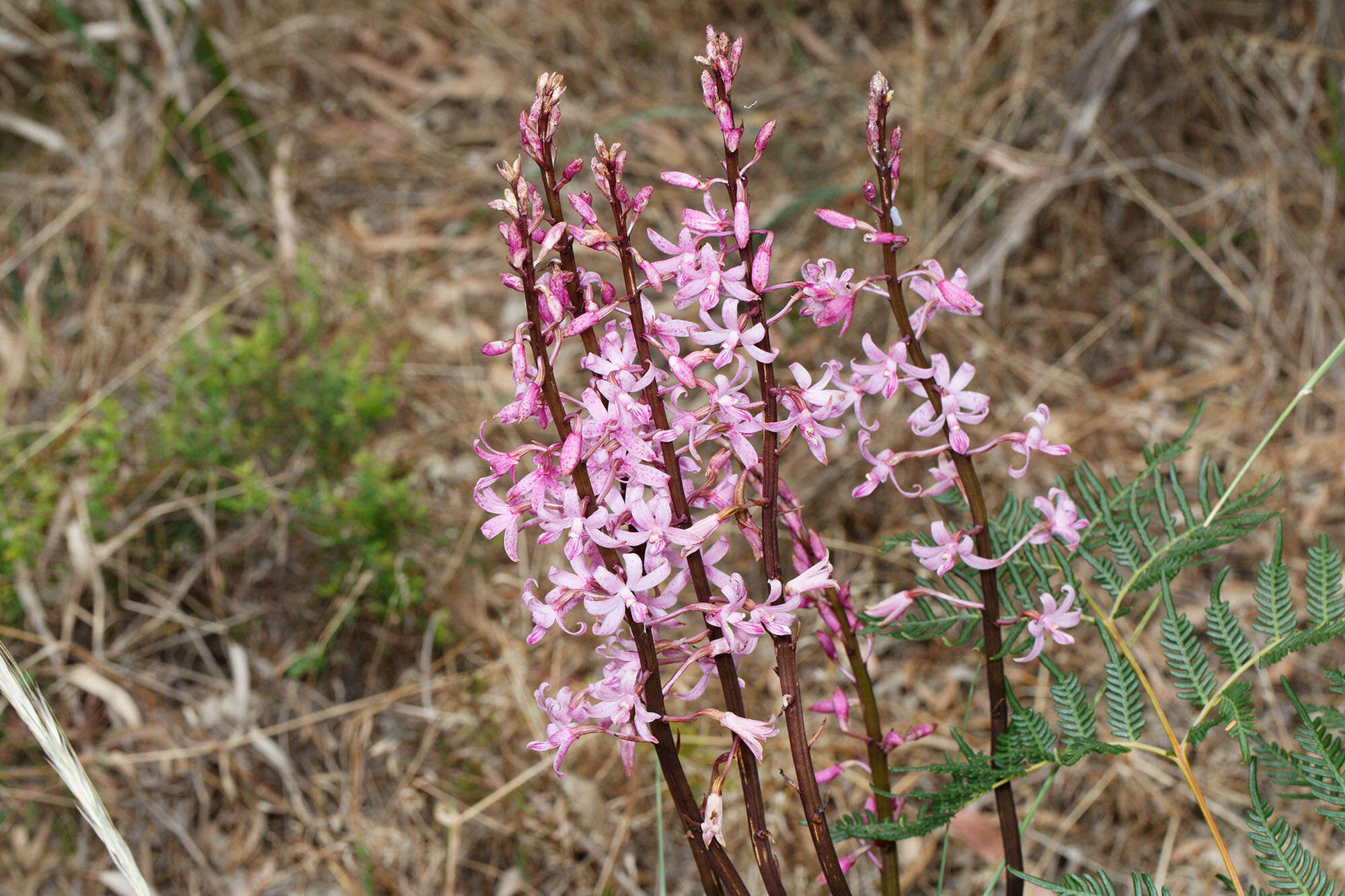 Image of pink hyacinth-orchid