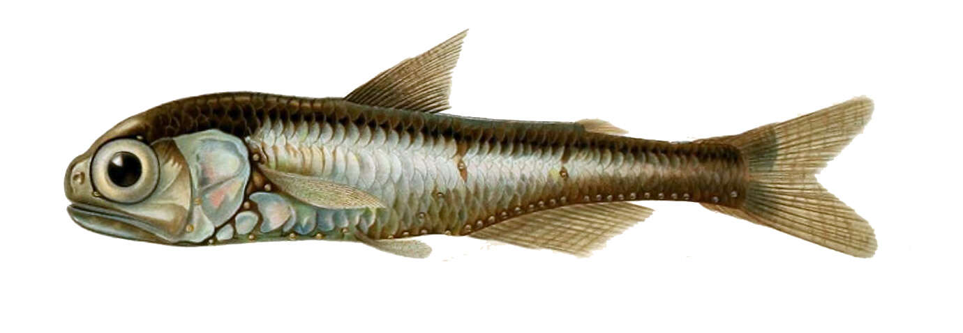 Image of lanternfishes