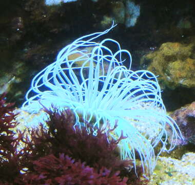 Image of Mediterranean cerianthid