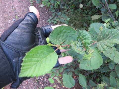 Image of mountain alder