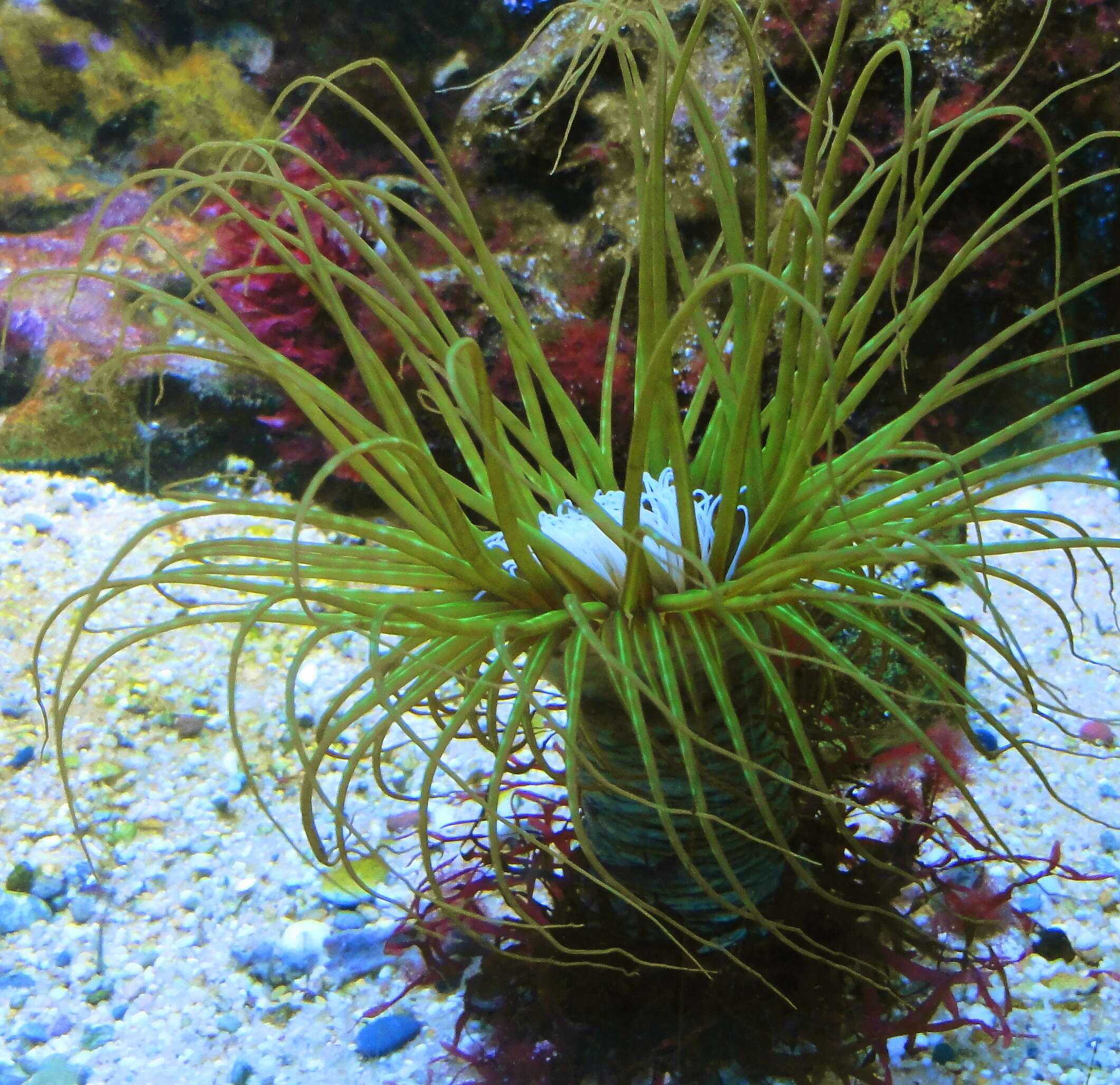 Image of Mediterranean cerianthid