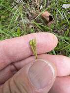 Image of Sandplain Flax