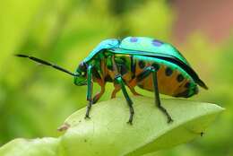 Image of <i>Chrysocoris stollii</i>