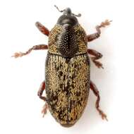 Image of Barinus curticollis Casey & T. L. 1892