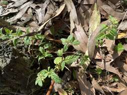 Image of Mentha laxiflora Benth.