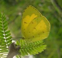 Слика од Eurema hecabe (Linnaeus 1758)