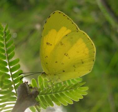 Image de Eurema hecabe (Linnaeus 1758)