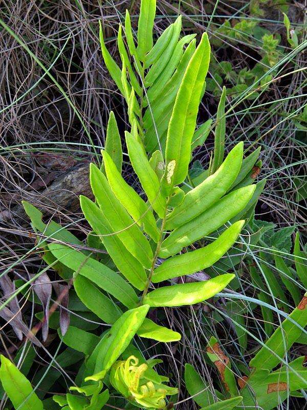 Imagem de Lomariocycas tabularis (Thunb.) Gasper & A. R. Sm.