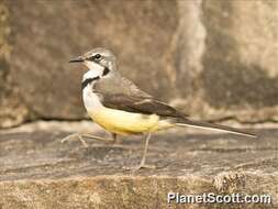 Image of Madagascan Wagtail