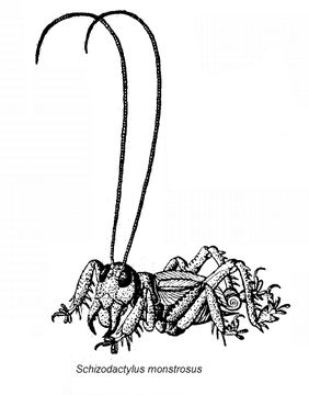 Image of <i>Schizodactylus monstrosus</i> (Drury 1770)