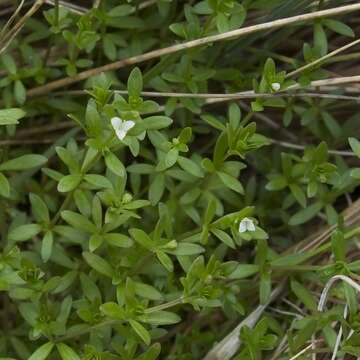 Plancia ëd Galium antarcticum Hook. fil.