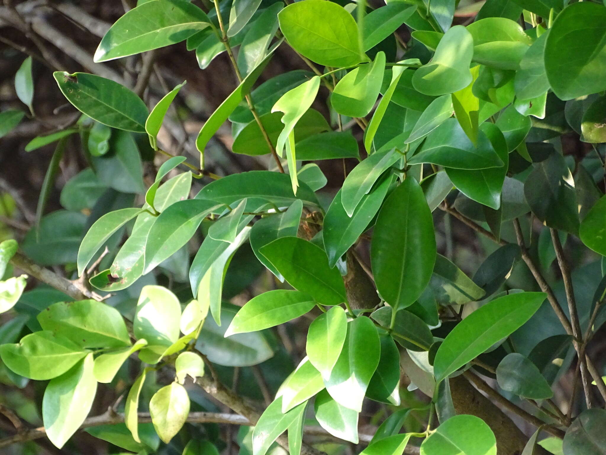 Image of Memecylon umbellatum Burm. fil.