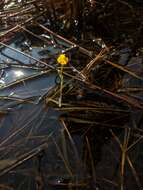 Plancia ëd Utricularia radiata Small