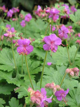 Imagem de Geranium macrorrhizum L.