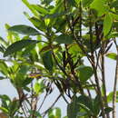Image of Hauya elegans subsp. cornuta (Hemsley) Raven & Breedlove