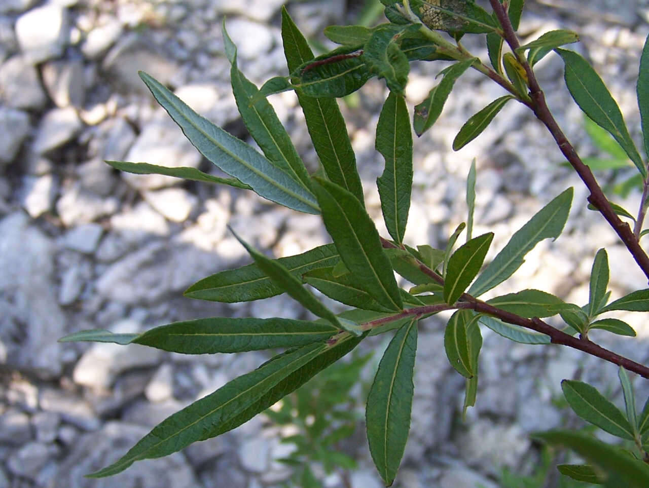 Image of Salix eleagnos