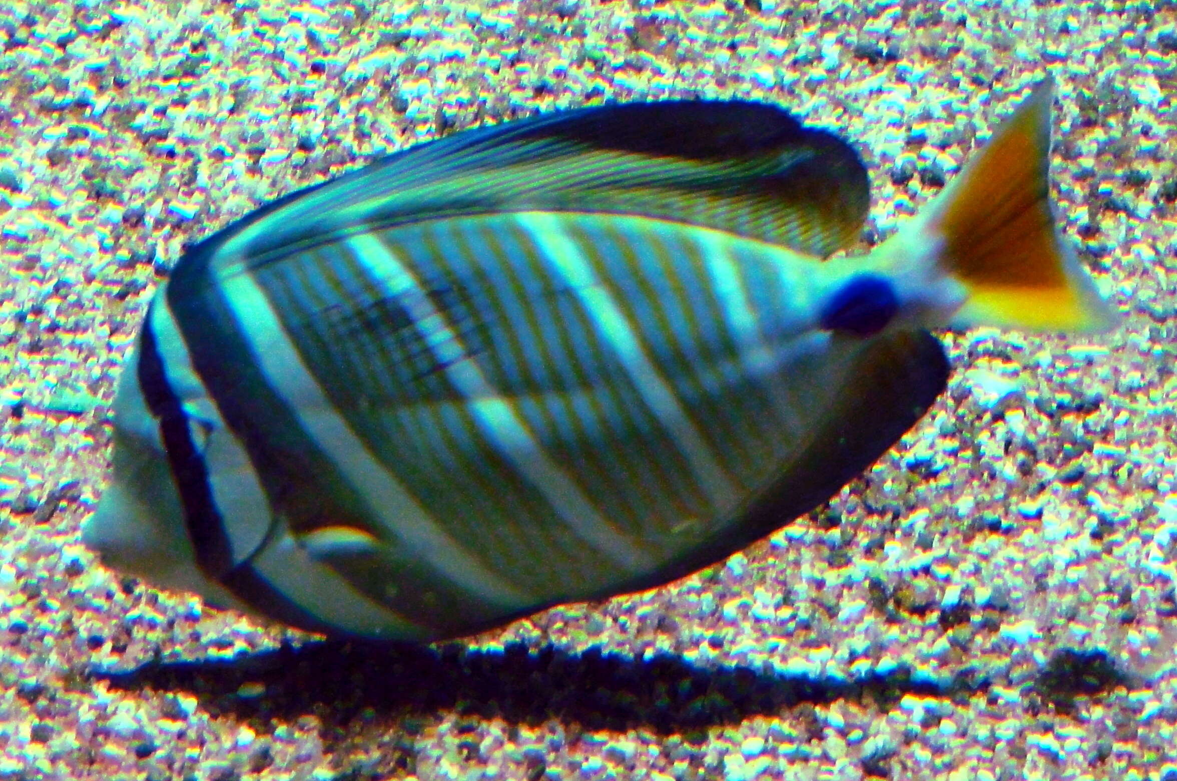 Слика од Zebrasoma veliferum (Bloch 1795)