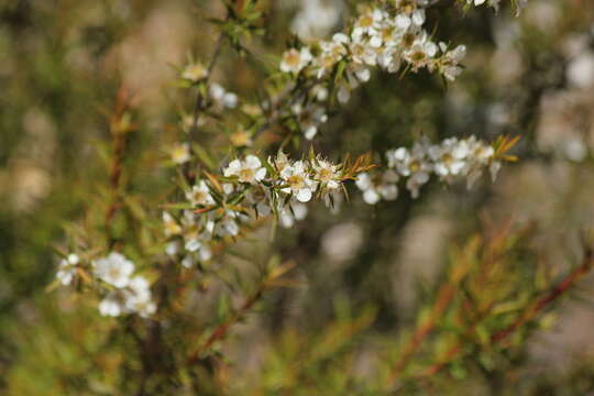 Image of Leptospermum continentale J. Thompson