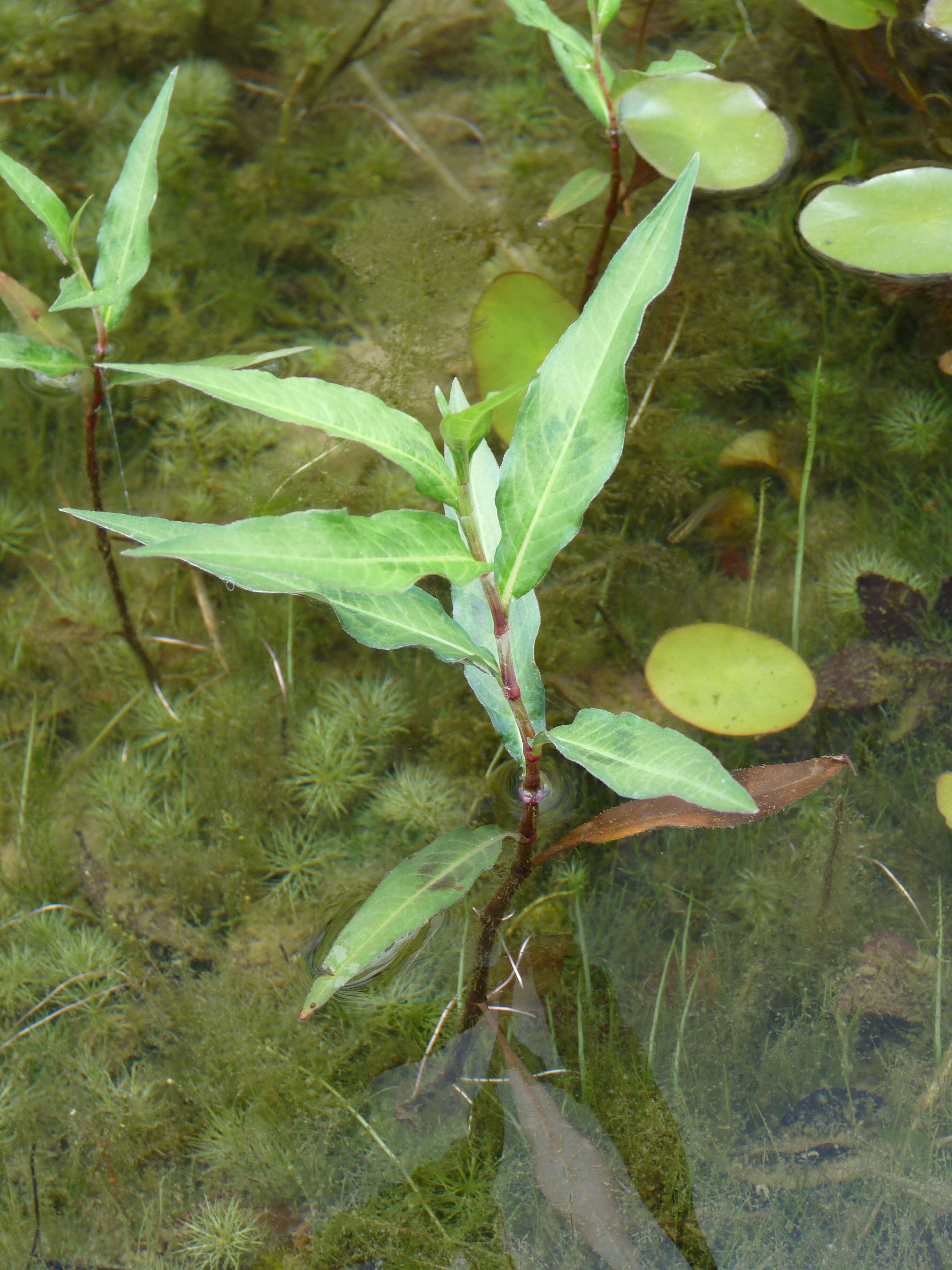 Image of Water-pepper