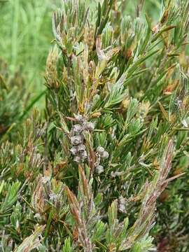 Sivun Callistemon pityoides Miq. kuva