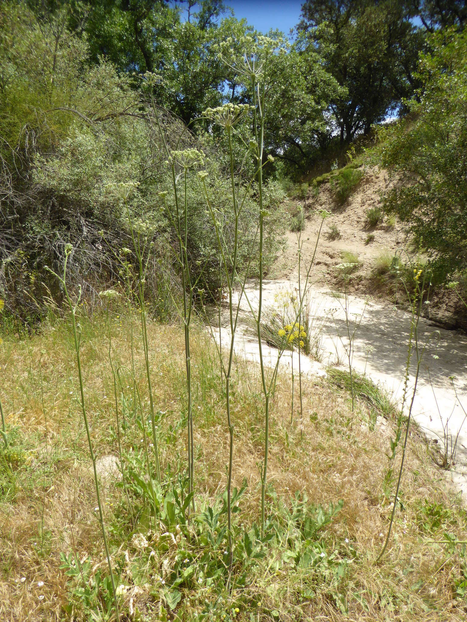 Image of Magydaris panacifolia (Vahl) Lange