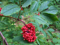 Image of Red-berried Elder