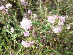 Image of Agathosma juniperifolia Bartl.