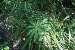 Imagem de Arisaema erubescens (Wall.) Schott