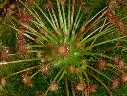 Image of Drosera paradoxa Lowrie