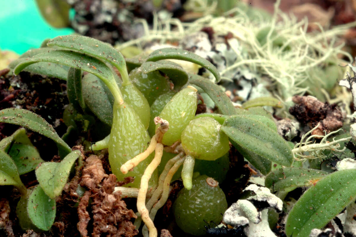 Image of Pygmy tree orchid