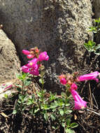 Слика од Penstemon newberryi Gray