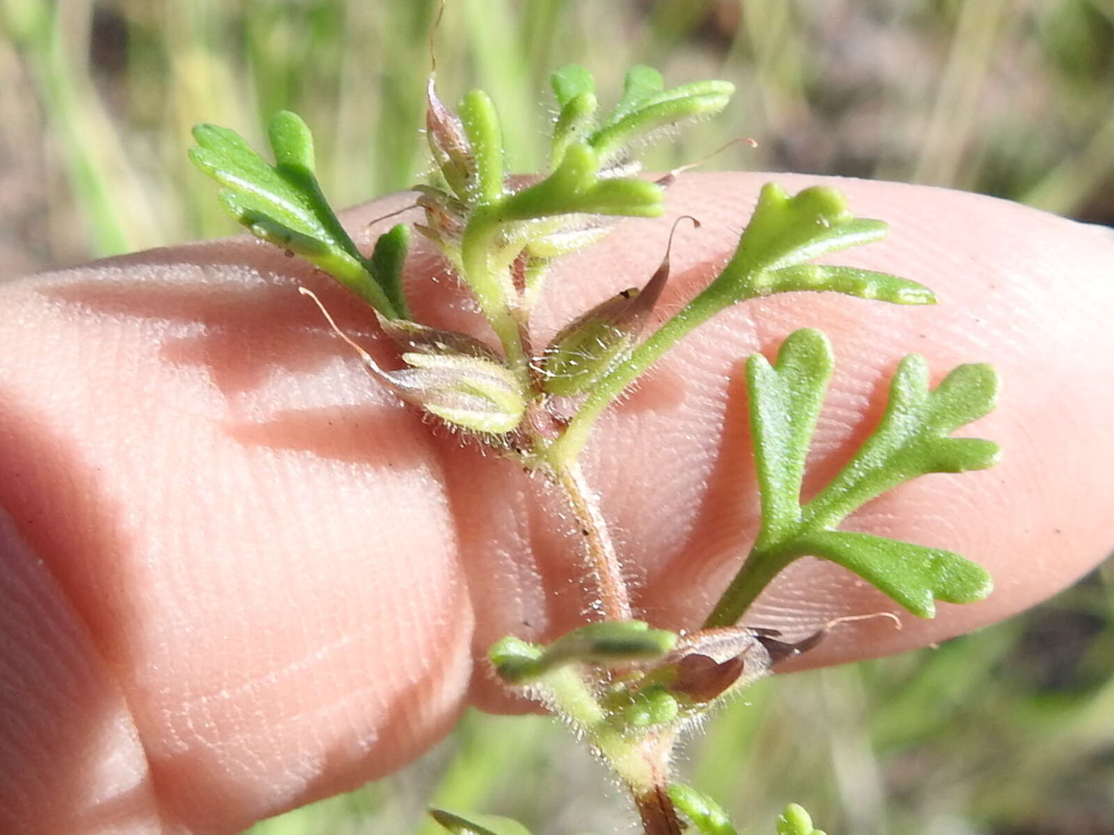 Image of Schistophragma intermedium (A. Gray) Pennell