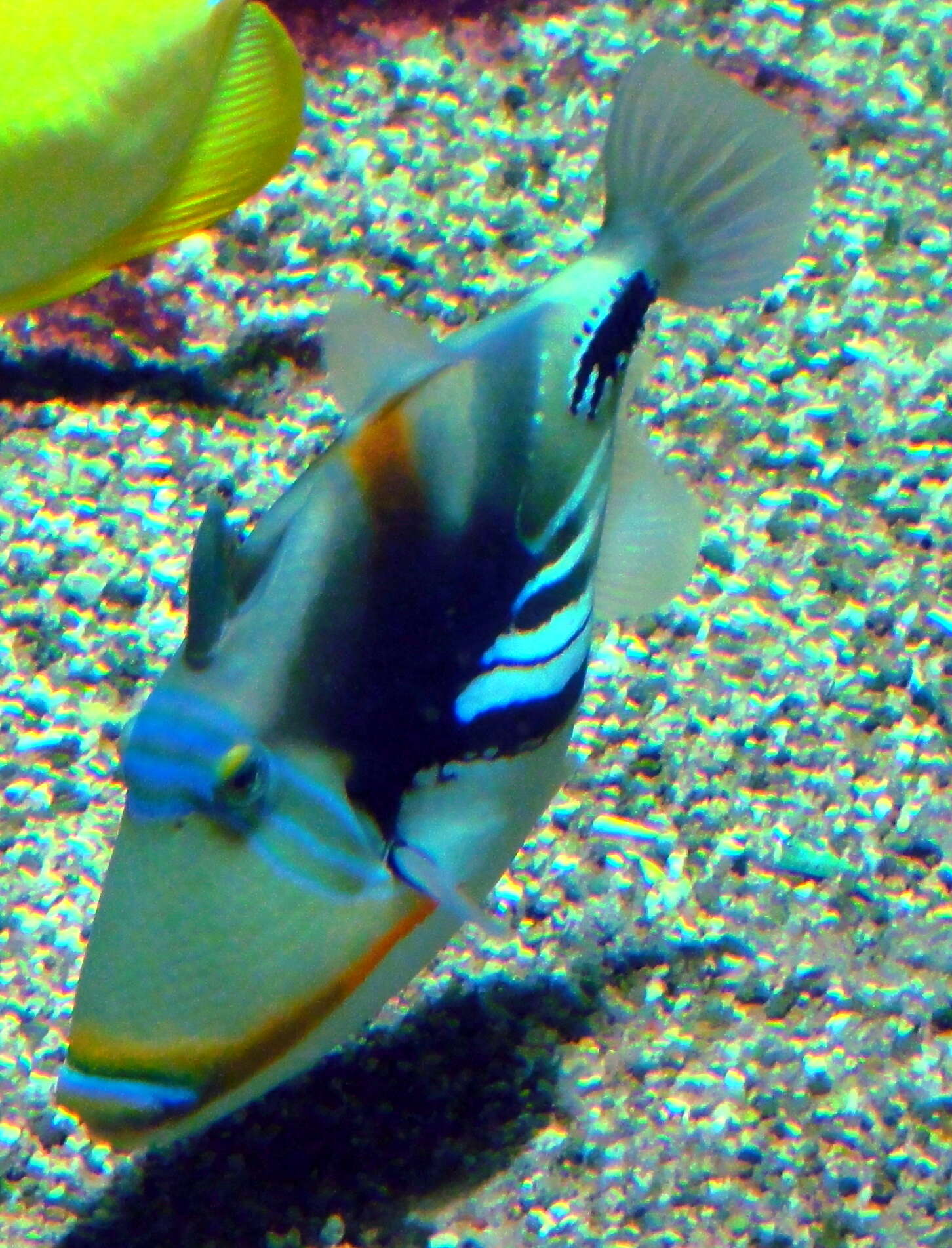 Image of Lagoon triggerfish