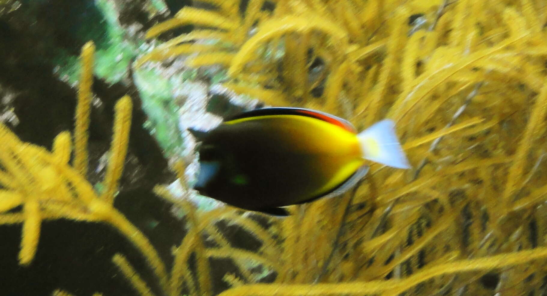 Image of Japan surgeonfish