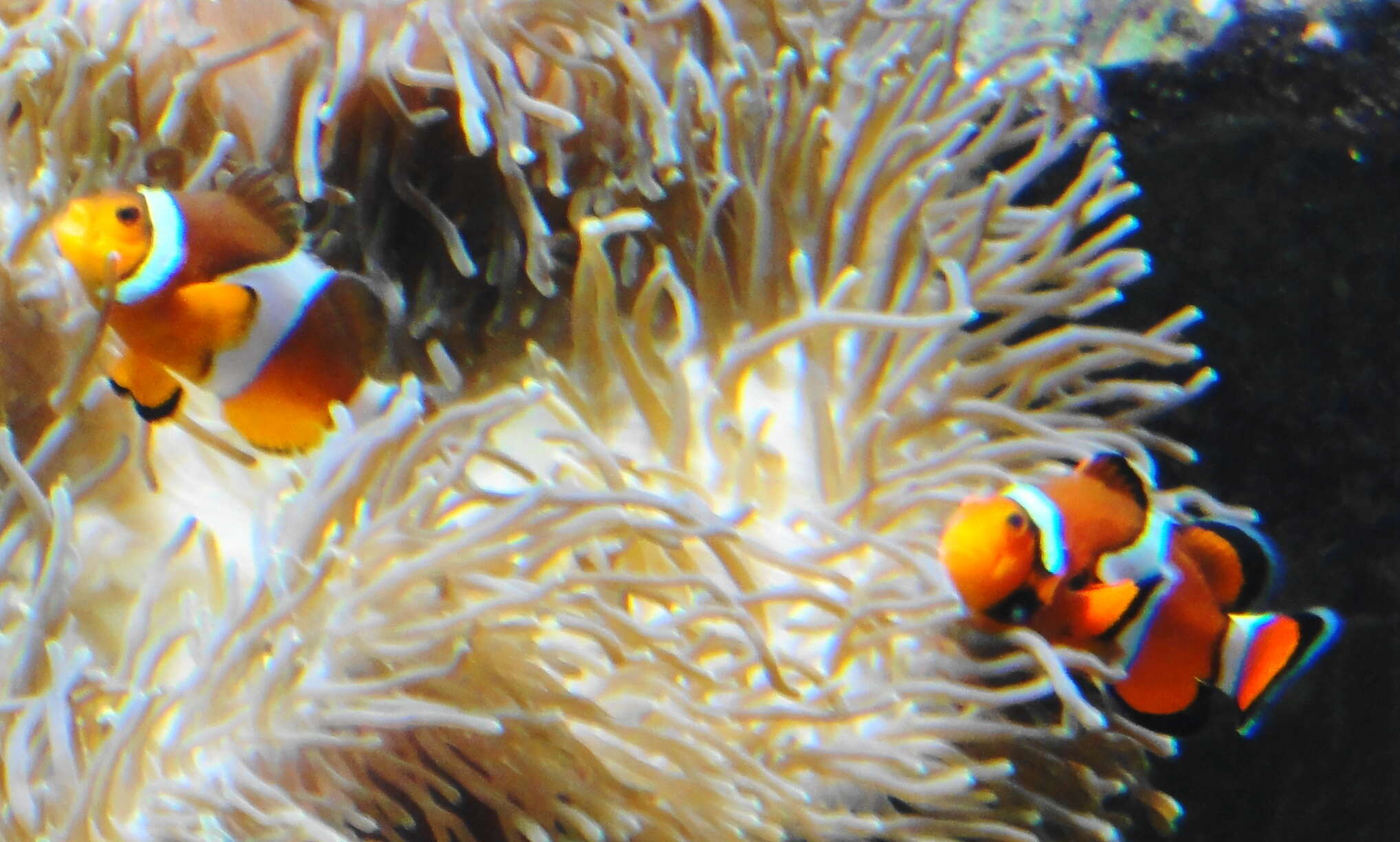 Image of Common clownfish