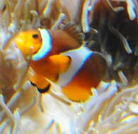 Image of Common clownfish